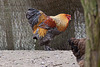 20110416 0987RAw [D~LIP] Hahn, Detmold