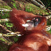 Sumatra: Wild orangutan...laid back
