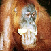 Sumatra: Wild orangutan pin-up girl (au milieu naturel)