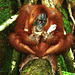 Sumatra:Wild orangutan eating my breakfast