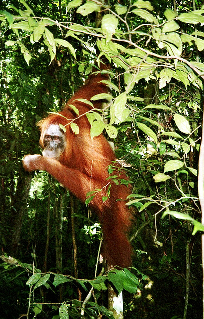 Wild orangutan approaching