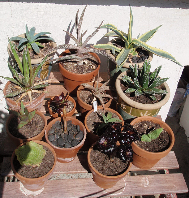 agaves, aloès et aéoniums P6262206-2