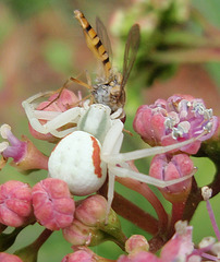 araignée P6122058-2