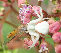 araignée P6122060-2