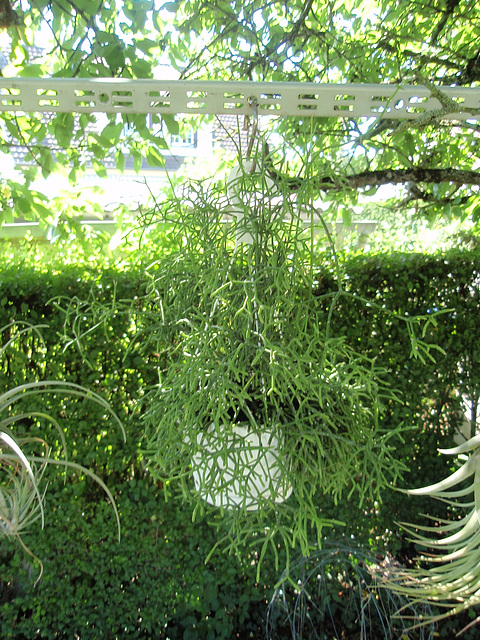 rhipsalis P6262217