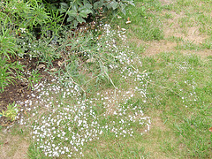 gypsophile paniculata 'bristol fairy' P6122065