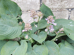 hosta P6122063