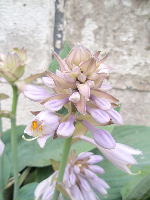 hosta P6122064