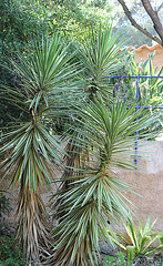 Yucca panaché- aloïfolia lineata lutea ??