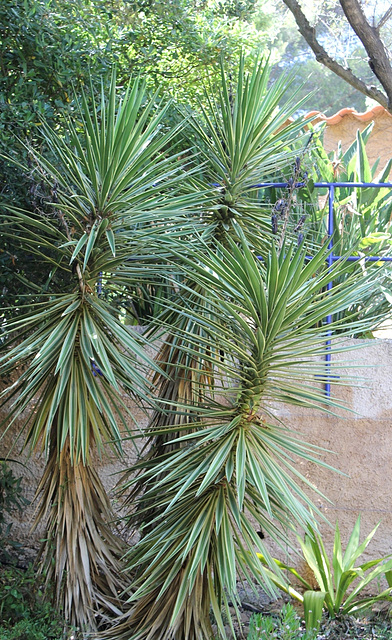 Yucca panaché- aloïfolia lineata lutea ??