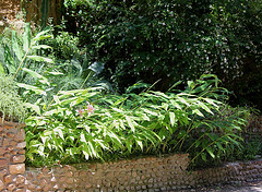 Massif d'Hedychium