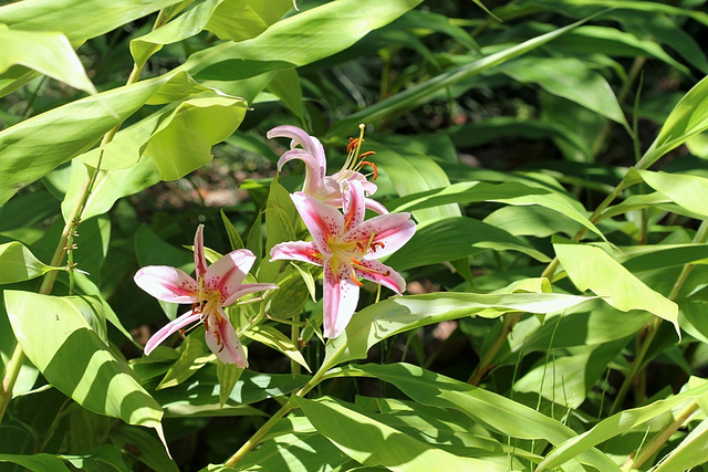 Lys parmi les Hedychium