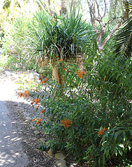 Leonotis leonorus devant cordyline