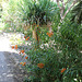 Leonotis leonorus devant cordyline