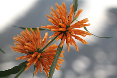 Leonotis leonorus 3