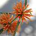 Leonotis leonorus 3