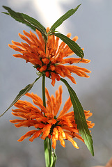 Leonotis leonorus