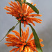 Leonotis leonorus