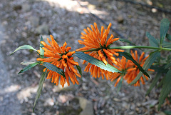 Leonotis leonorus