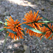 Leonotis leonorus