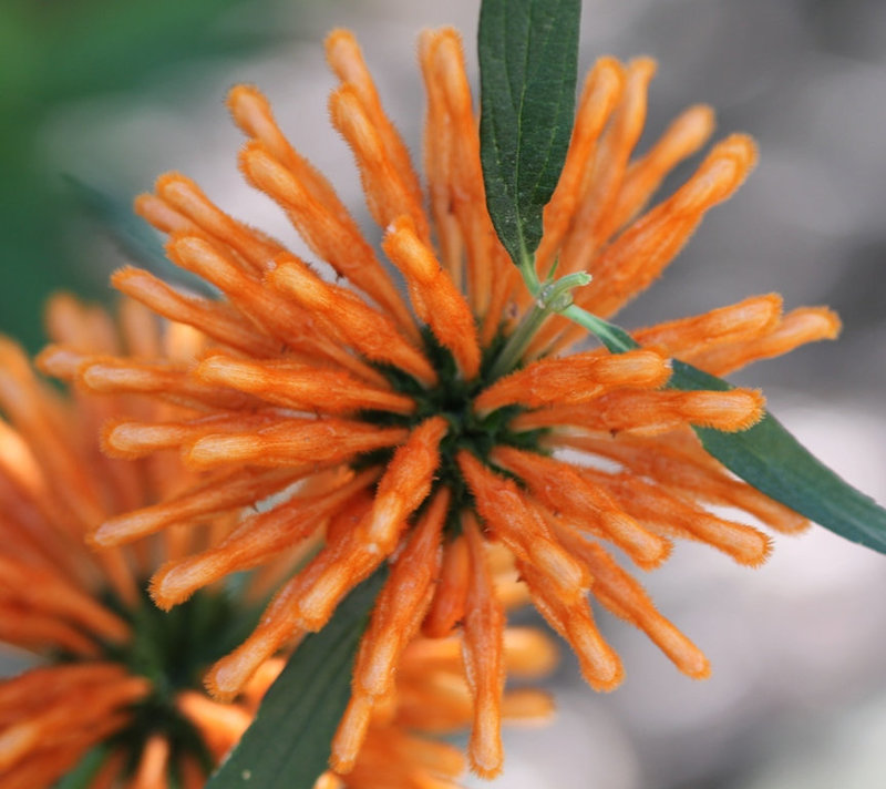 Leonotis leonorus