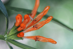 Leonotis leonorus