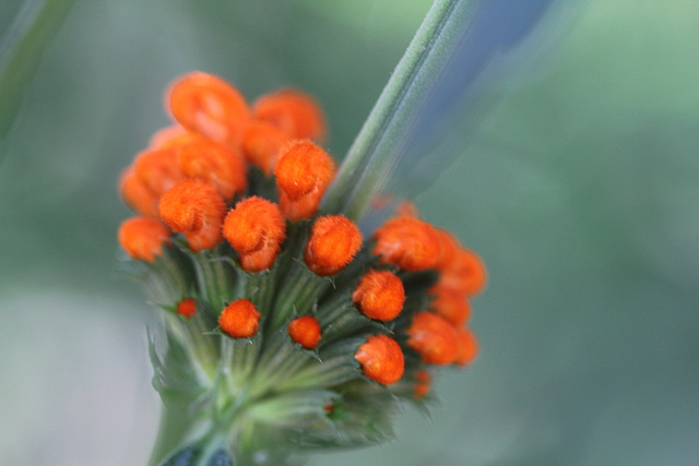 Leonotis leonorus