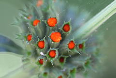 Leonotis leonorus 8