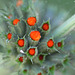 Leonotis leonorus 8