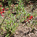 Cuphea Llavea" Fireworks"