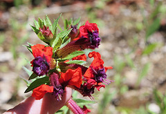 Cuphea Llavea" Fireworks"