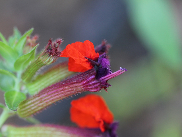 Cuphea Llavea" Fireworks"