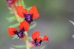 Cuphea Llavea" Fireworks"