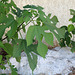 Broussonetia papyrifera