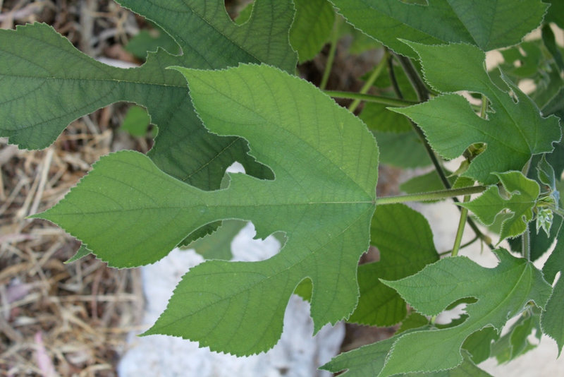 Broussonetia papyrifera