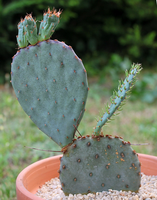 Opuntia macrocentra