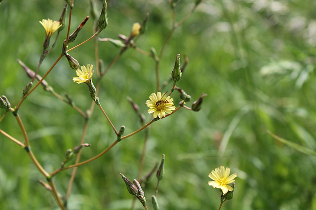 Lactuca serriola