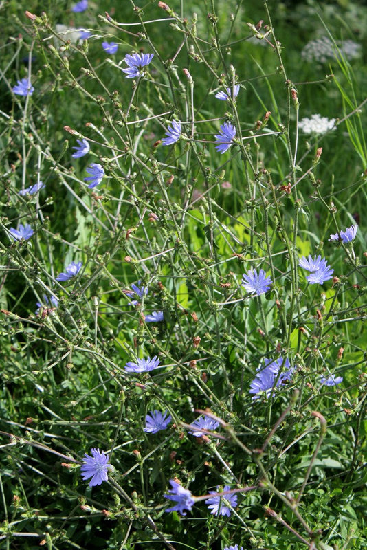 Cichorium intibus -Chicorée