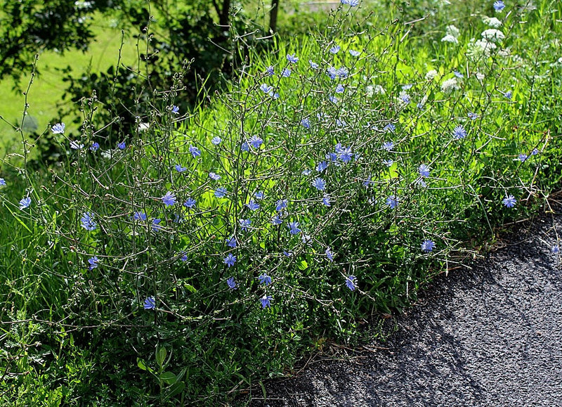 Cichorium intibus en bord de route