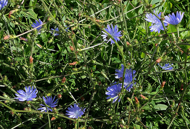 Cichorium intibus -semis de fleurs