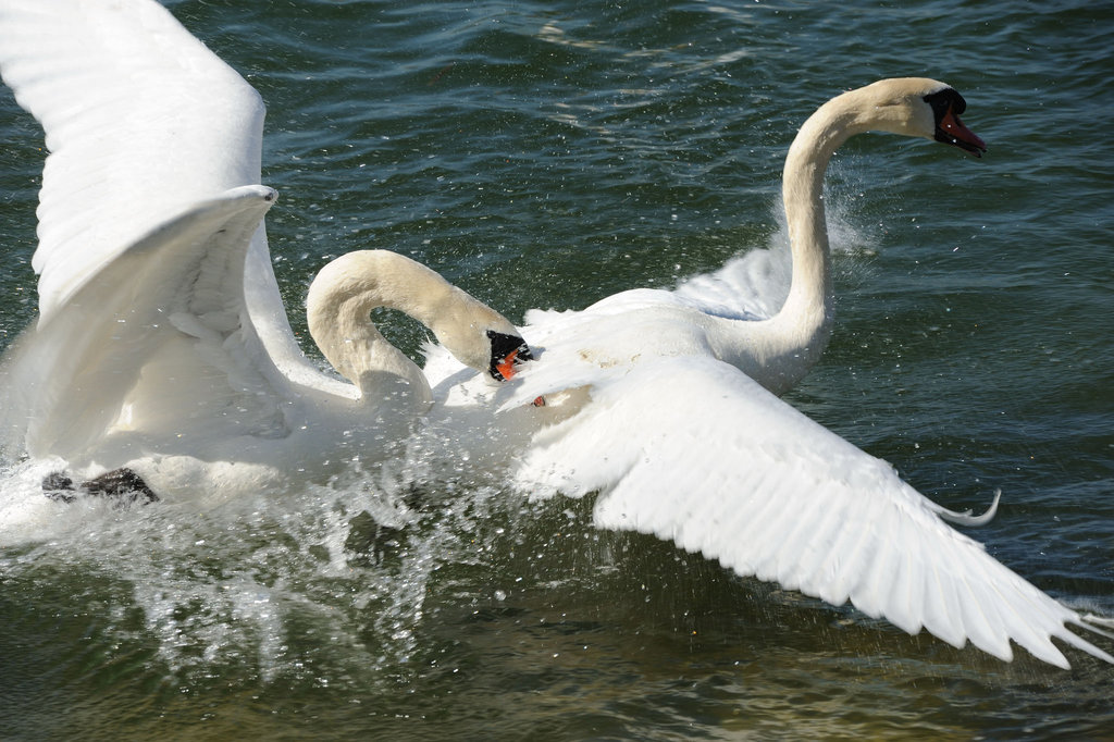 Bagarre de cygnes...