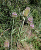 Cardère à foulon - Dipsacus fullonum