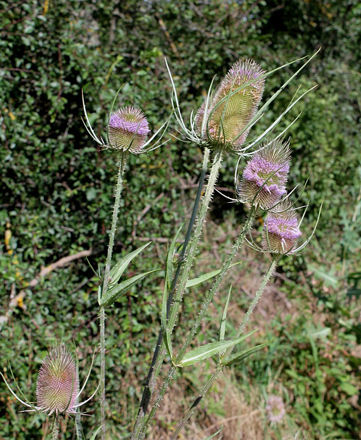 Cardère à foulon - Dipsacus fullonum