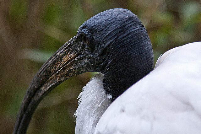 20110416 1033RAw [D~LIP] Heiliger Ibis