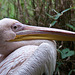 20110416 1034RAw [D~LIP] Rosapelikan, Vogelpark, Detmold-Heiligenkirchen