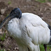 20110416 1036RAw [D~LIP] Heiliger Ibis