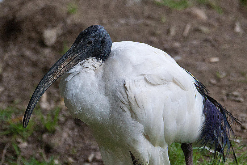 20110416 1036RAw [D~LIP] Heiliger Ibis