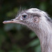 20110416 1042RAw [D~LIP] Nandu