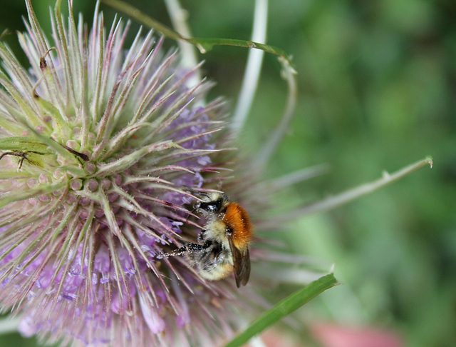 Andrena sp