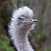 20110416 1047RAw [D~LIP] Nandu
